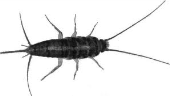 איור מתוך גיליון 254