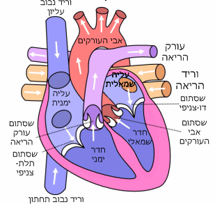 איור מתוך גיליון 620