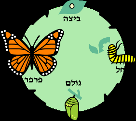 איור מתוך גיליון 776